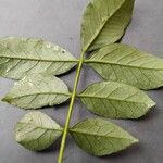 Zanthoxylum americanum Ліст