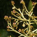 Anacardium excelsum Λουλούδι