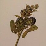 Trigonella caerulea Blüte