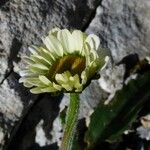 Leucanthemum adustum Цвят