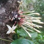 Ixora cauliflora Kvet