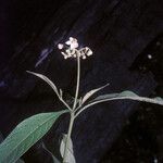 Solanum asperum Habitus