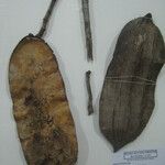 Himatanthus bracteatus Other
