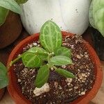 Dischidia ovata Leaf