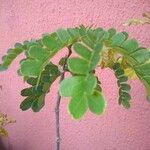 Caesalpinia echinata برگ