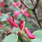 Rhododendron orbiculare Kvet