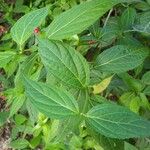 Salvia oxyphora Leaf