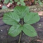 Rubus andegavensis Blad