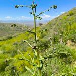 Cynoglossum montanum Blodyn