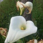 Zantedeschia aethiopica Blüte