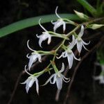 Cribbia brachyceras Flower