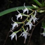 Rhipidoglossum brachyceras Flower