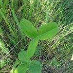 Trifolium hybridum Liść