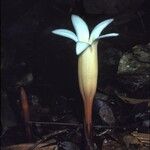 Voyria clavata Flower