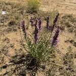 Liatris punctata Кветка