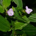 Tradescantia poelliae Λουλούδι