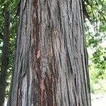 Carya glabra Ŝelo