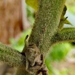 Solanum mauritianum Bark