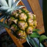 Ananas comosus Fruit