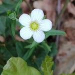 Arenaria montanaFloro