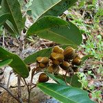 Storthocalyx leioneurus Fruit