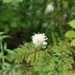 Cephalaria leucantha Цвят