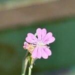 Petrorhagia prolifera Flor