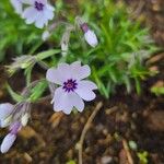 Phlox subulataFlower