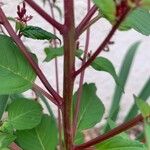 Cuphea racemosa Bark