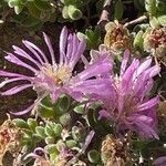 Drosanthemum floribundum Flor