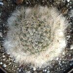 Mammillaria bocasanaLeaf