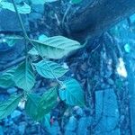 Psychotria hoffmannseggiana Hoja