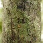 Dacryodes cuspidata 樹皮