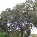 Cordia africana عادت داشتن