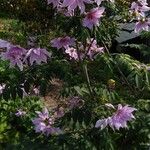 Dahlia imperialis Alkat (teljes növény)