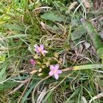 Centaurium littorale 花