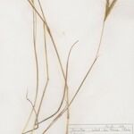 Andropogon distachyos Агульны выгляд