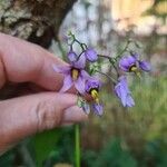 Solanum dulcamaraBlomst