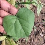 Cissampelos pareira Leaf