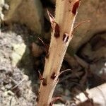 Orobanche rapum-genistae (Corteza)