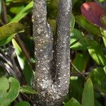 Tabernaemontana persicariifolia چھال