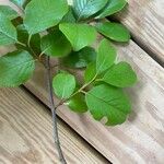 Viburnum rufidulum Leaf