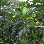 Alstonia sphaerocapitata Habit