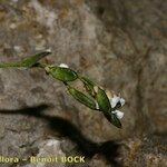 Draba dubia Otro