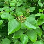 Cornus rugosa Feuille