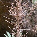 Echium brevirame Plod