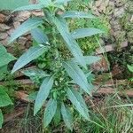 Meiosperma bracteatum Φύλλο