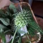 Trifolium retusum Blatt