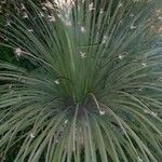 Dasylirion leiophyllum Yaprak