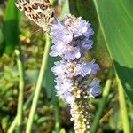 Pontederia cordata 花